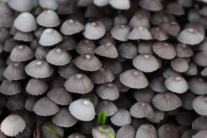 Read more about the article SHROOMS 101: A BEGINNER’S GUIDE TO MAGIC MUSHROOMS