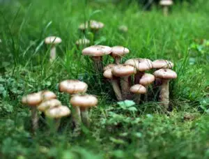 Read more about the article WHAT ARE THE SHORT-TERM EFFECTS OF PSILOCYBIN MUSHROOMS?