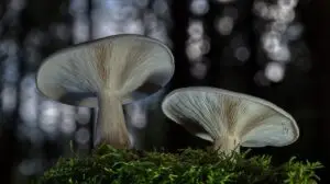 Read more about the article HOW TO GROW MAGIC MUSHROOMS