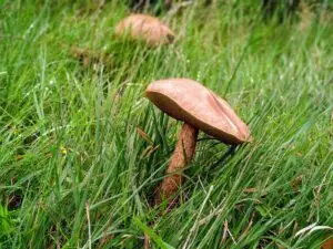 Read more about the article Reducing the Harms Related to Psilocybin Mushrooms