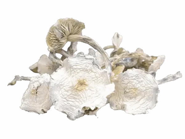 Albino Zilla Magic Mushrooms