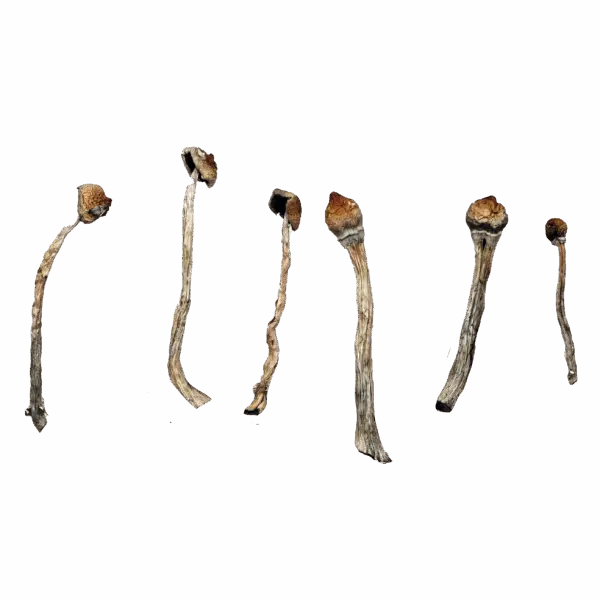 Amazonian Magic Mushrooms