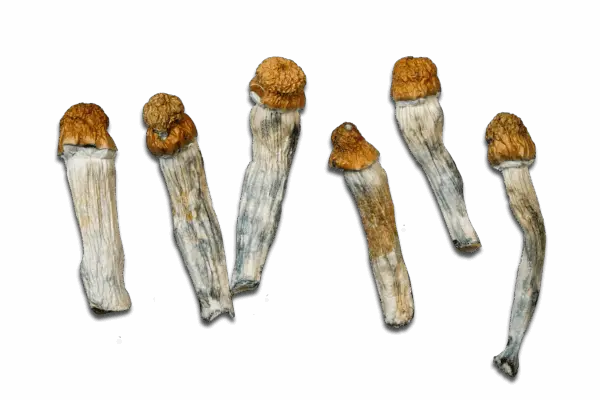 Melmac Penis Envy Magic Mushrooms