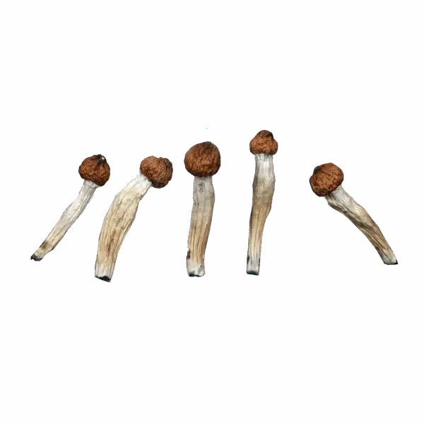 Extra Terrestrial of the 4th Kind - Magic Mushrooms