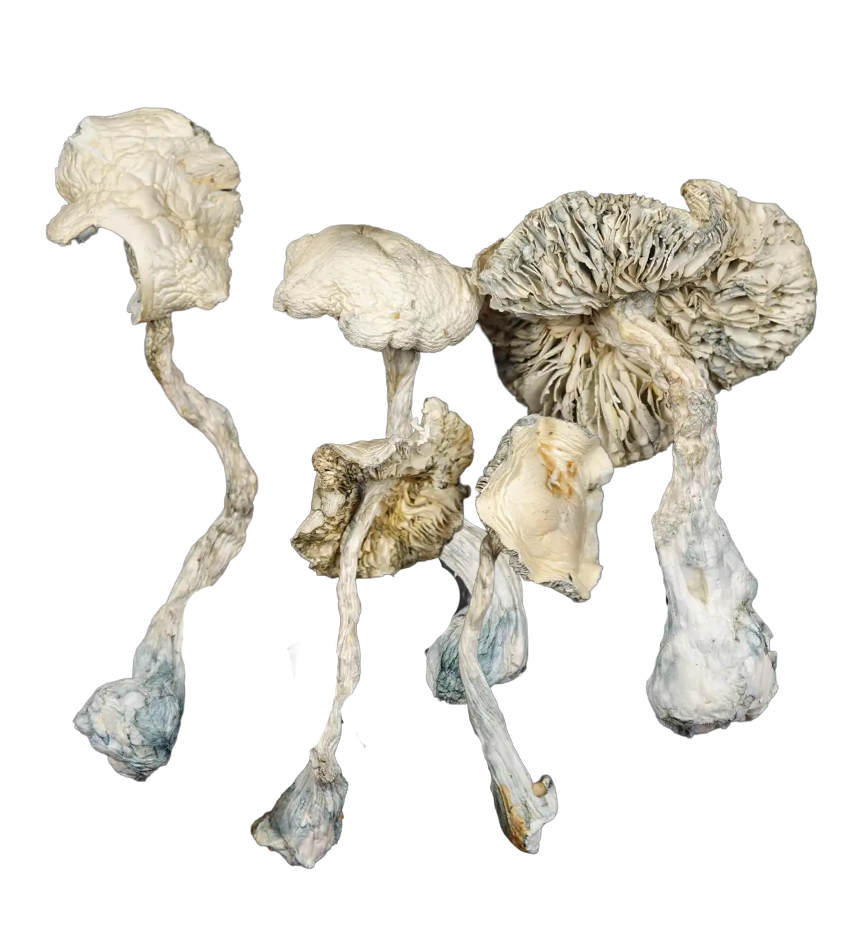 Extra Terrestrial Magic Mushrooms