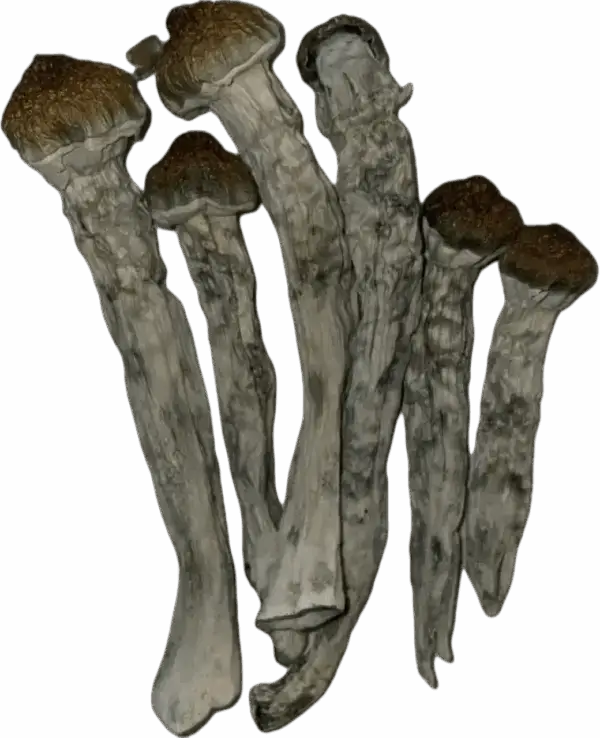 Steel Magnolia Magic Mushrooms