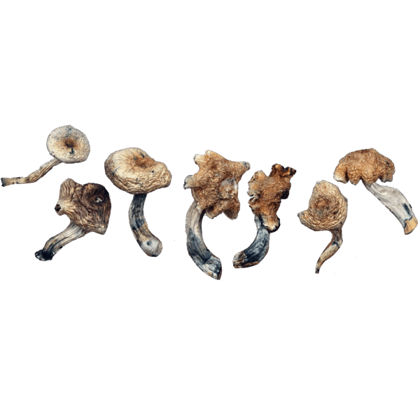 Malaysian -  Magic Mushrooms
