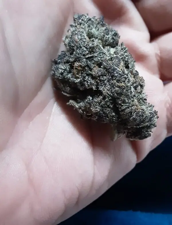White Truffle Quad Exotic Hybrid - Image 2