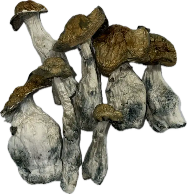 McKilla Ultra Mushrooms