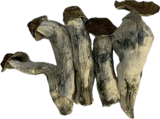 Yeti Mushrooms