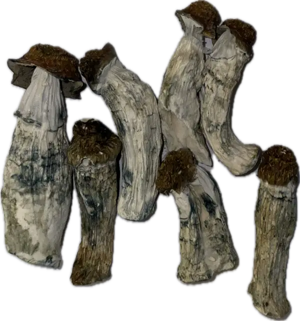 Oakridge Mushrooms (Nuclear Mushroom)