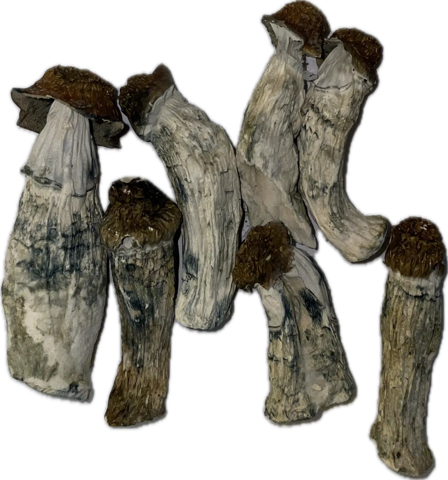 Oakridge Mushrooms (Nuclear Mushroom)