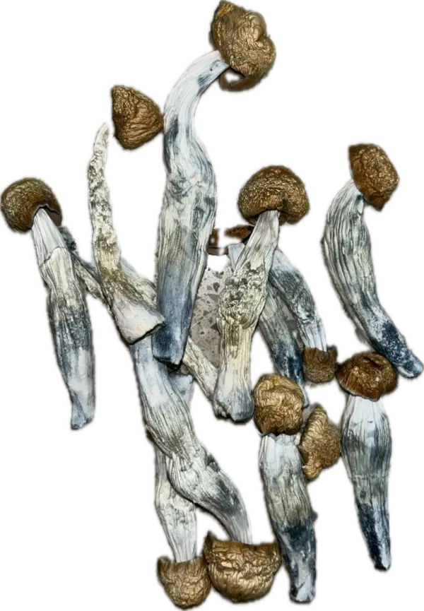 Blue God Mushrooms