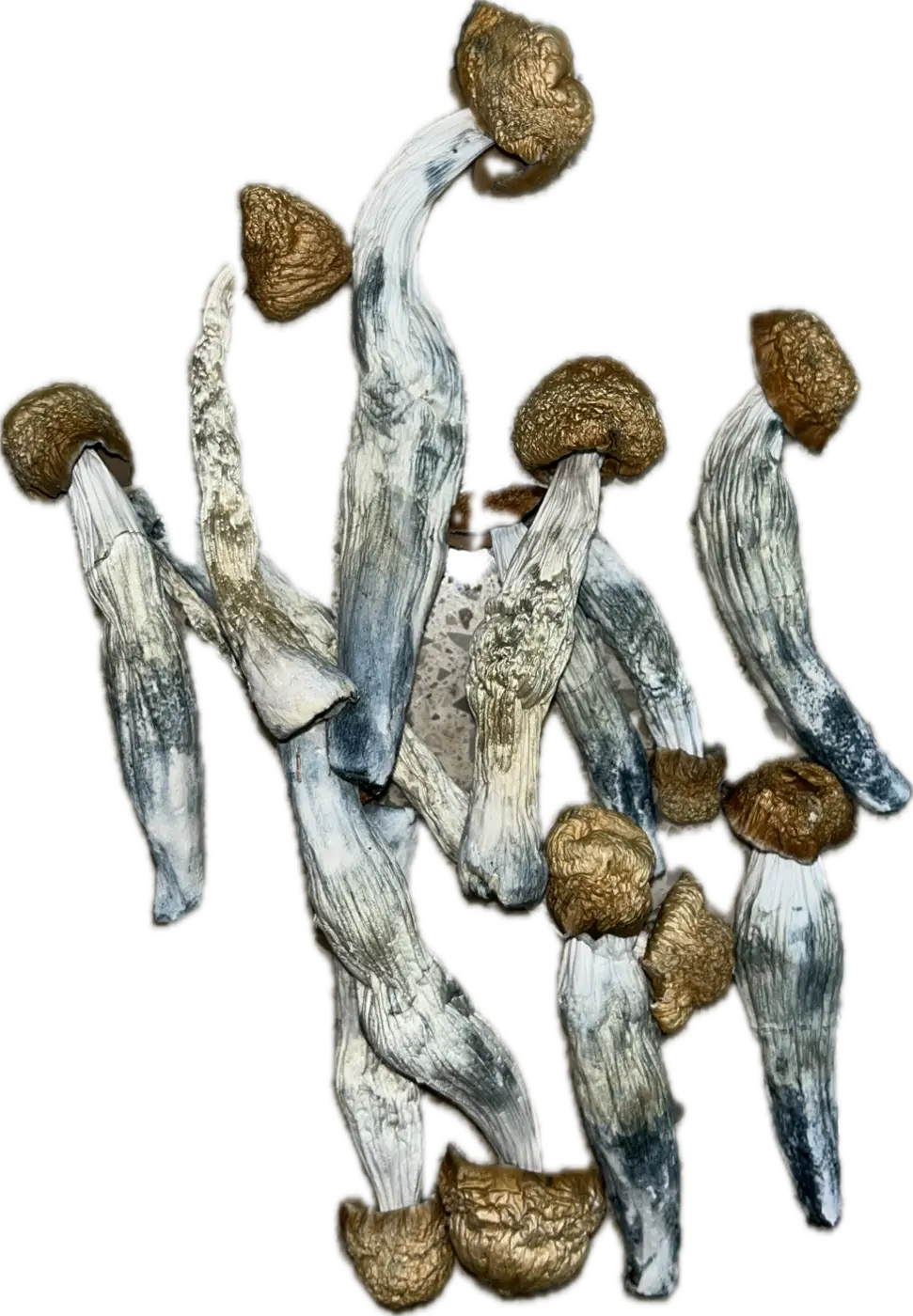 Blue God Mushrooms