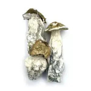 McKilla Gorilla Magic Mushrooms