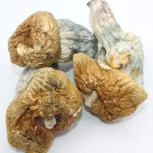 Melmac Mushrooms (Live Psilocybin)