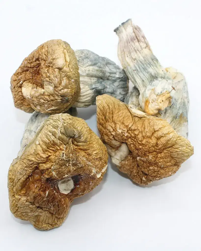 Melmac Mushrooms (Live Psilocybin)