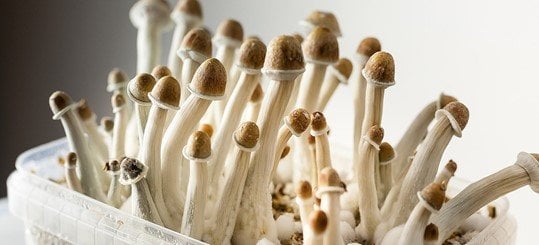 Read more about the article A Synopsis of the Penis Envy Mushroom