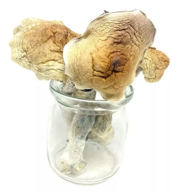 Mazatapec Mushrooms (Live Psilocybin)