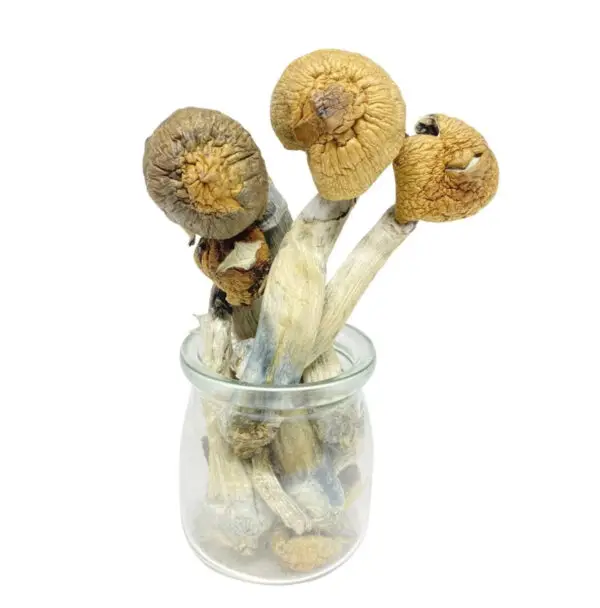 Penis Envy 6 Mushrooms (Live Psilocybin)