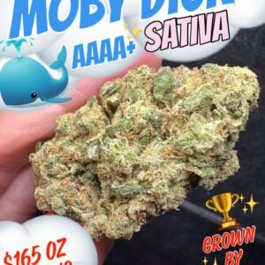 Moby Dick – AAAA+ Sativa