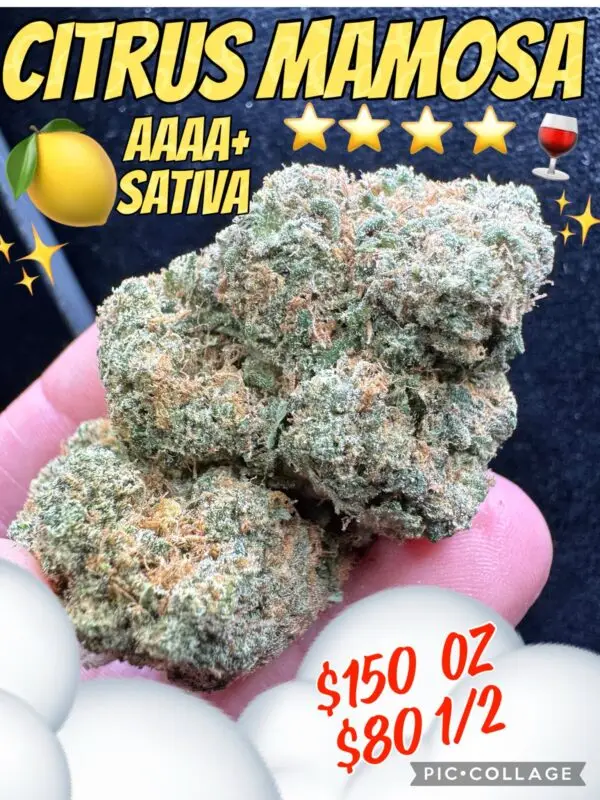 Citrus Mamosa - AAAA+ Sativa