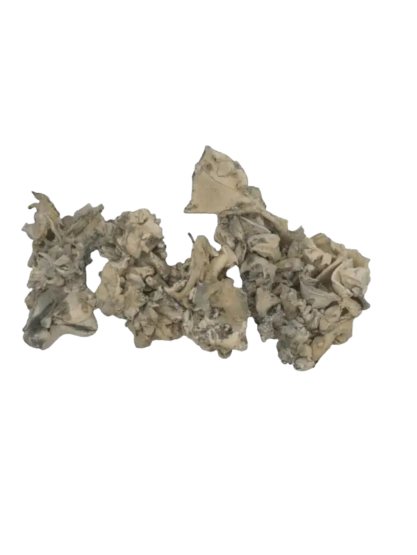Jabba Enigma Magic Mushrooms
