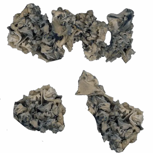 Jabba Enigma Magic Mushrooms