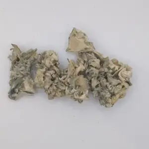 Jabba Enigma Magic Mushrooms