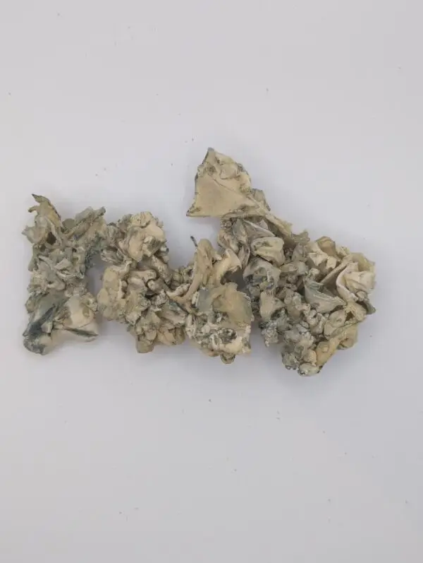 Jabba Enigma Magic Mushrooms