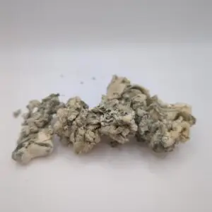 Jabba Enigma Magic Mushrooms