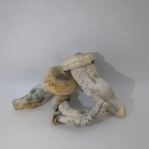 Maria Scbina Magic Mushrooms