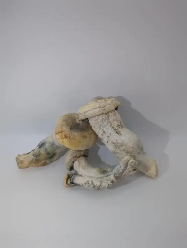 Maria Scbina Magic Mushrooms - Image 2