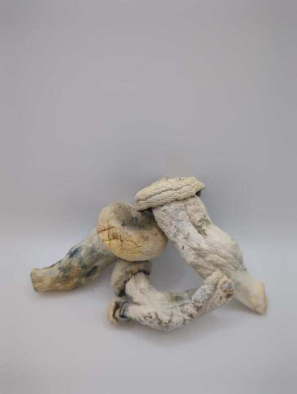 Maria Scbina Magic Mushrooms - Image 3