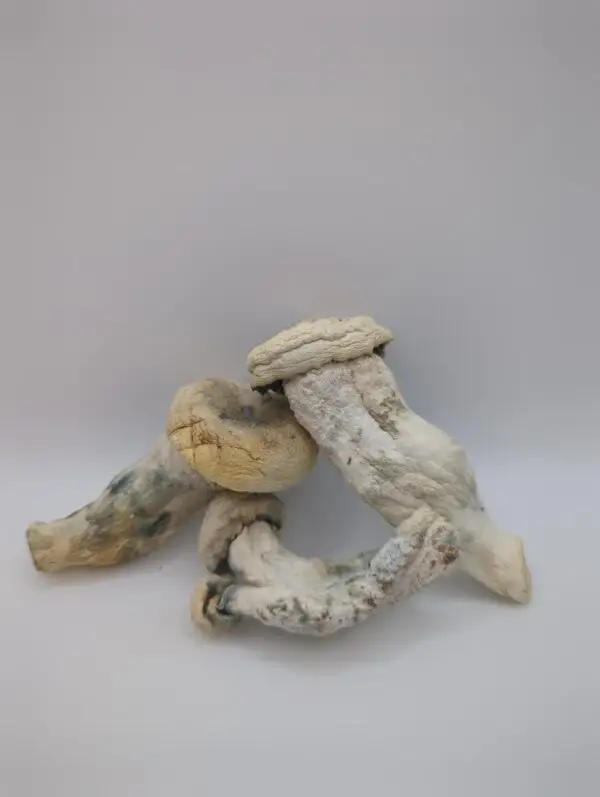 Maria Scbina Magic Mushrooms - Image 4