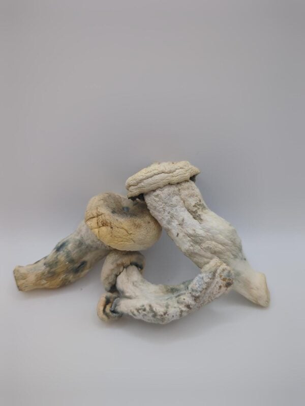Maria Scbina Magic Mushrooms
