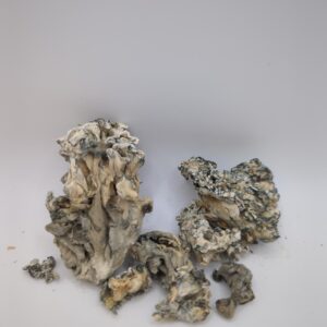 Hydra Enigma Magic Mushrooms