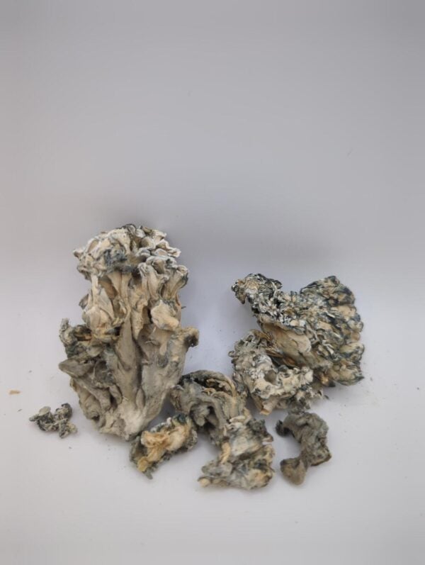 Hydra Enigma Magic Mushrooms