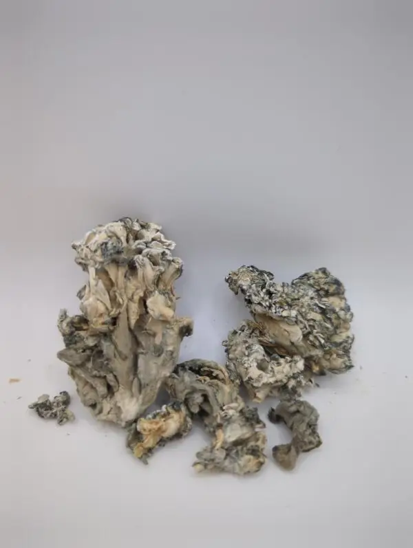 Hydra Enigma Magic Mushrooms