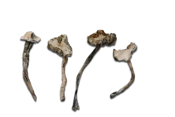 Albino Avery Magic Mushrooms