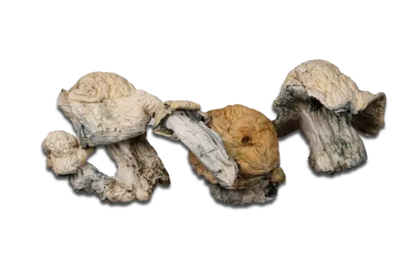 Albino Jedi Mind Fuck Magic Mushrooms