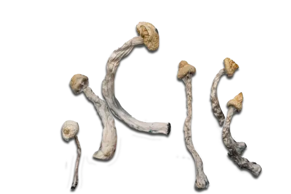 Albino Jedi Mind Fuck Magic Mushrooms - Image 2