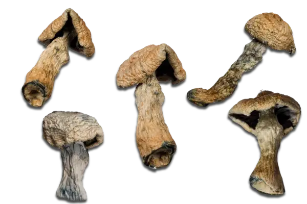 Penis Envy Magic Mushrooms