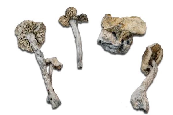 Albino Treasure Coast Magic Mushrooms