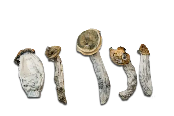 Ape Black Cap Magic Mushrooms