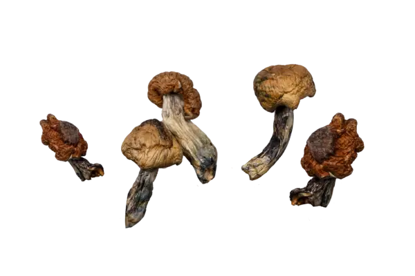 Blue Meanies (Live Psilocybin)