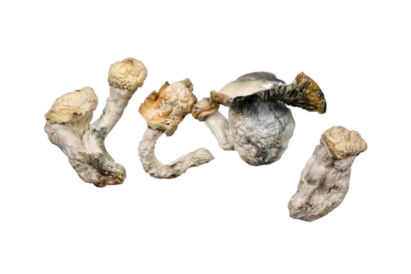 Code Blue Magic Mushrooms