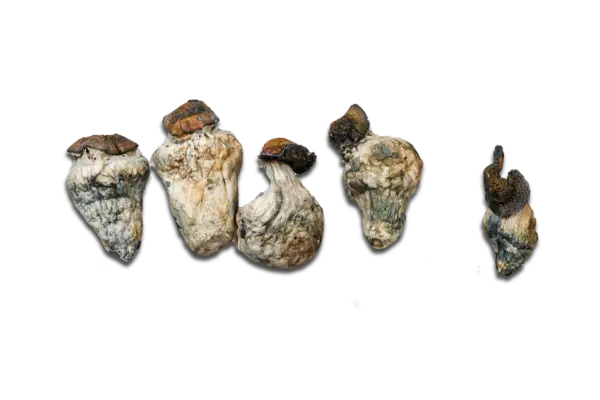Dino Eggs Magic Mushrooms