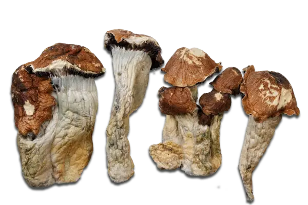 El Choco Magic Mushrooms