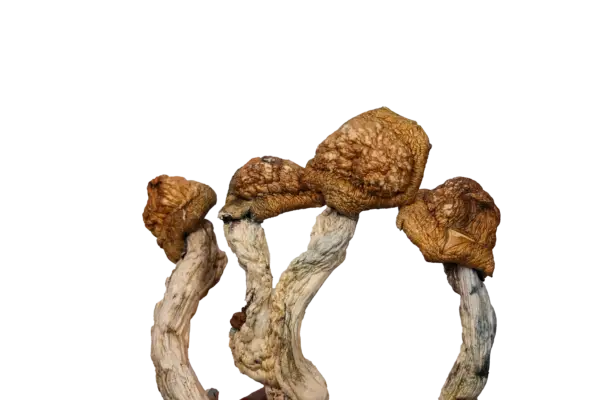 Golden Emperor - Magic Mushrooms